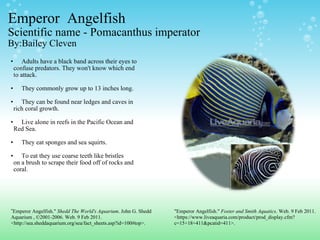 Emperor  Angelfish Scientific name - Pomacanthus imperator By:Bailey Cleven Adults have a black band across their eyes to       confuse predators. They won't know which end      to attack.   They commonly grow up to 13 inches long.    They can be found near ledges and caves in      rich coral growth.    Live alone in reefs in the Pacific Ocean and       Red Sea.  They eat sponges and sea squirts.   To eat they use coarse teeth like bristles      on a brush to scrape their food off of rocks and      coral. " Emperor Angelfish."  Shedd The World's Aquarium . John G. Shedd Aquarium , ©2001-2006. Web. 9 Feb 2011. <http://sea.sheddaquarium.org/sea/fact_sheets.asp?id=100#top>.   "Emperor Angelfish."  Foster and Smith Aquatics . Web. 9 Feb 2011. <https://www.liveaquaria.com/product/prod_display.cfm?c=15+18+411&pcatid=411>.  