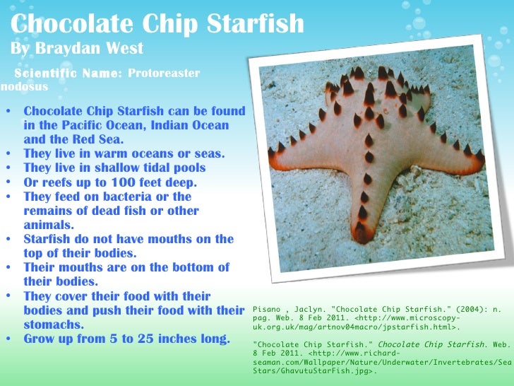 Week 8 Sea Creatures Presentation