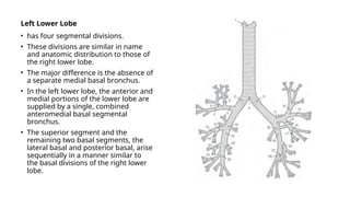 Llsb Comprehensive Radiographic Anatomy of the Chest and Heart Structures | PPSX