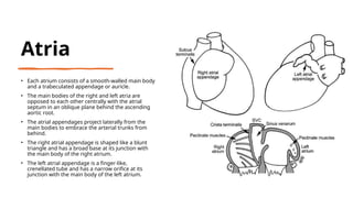 Comprehensive Radiographic Anatomy of the Chest and Heart Structures | PPSX