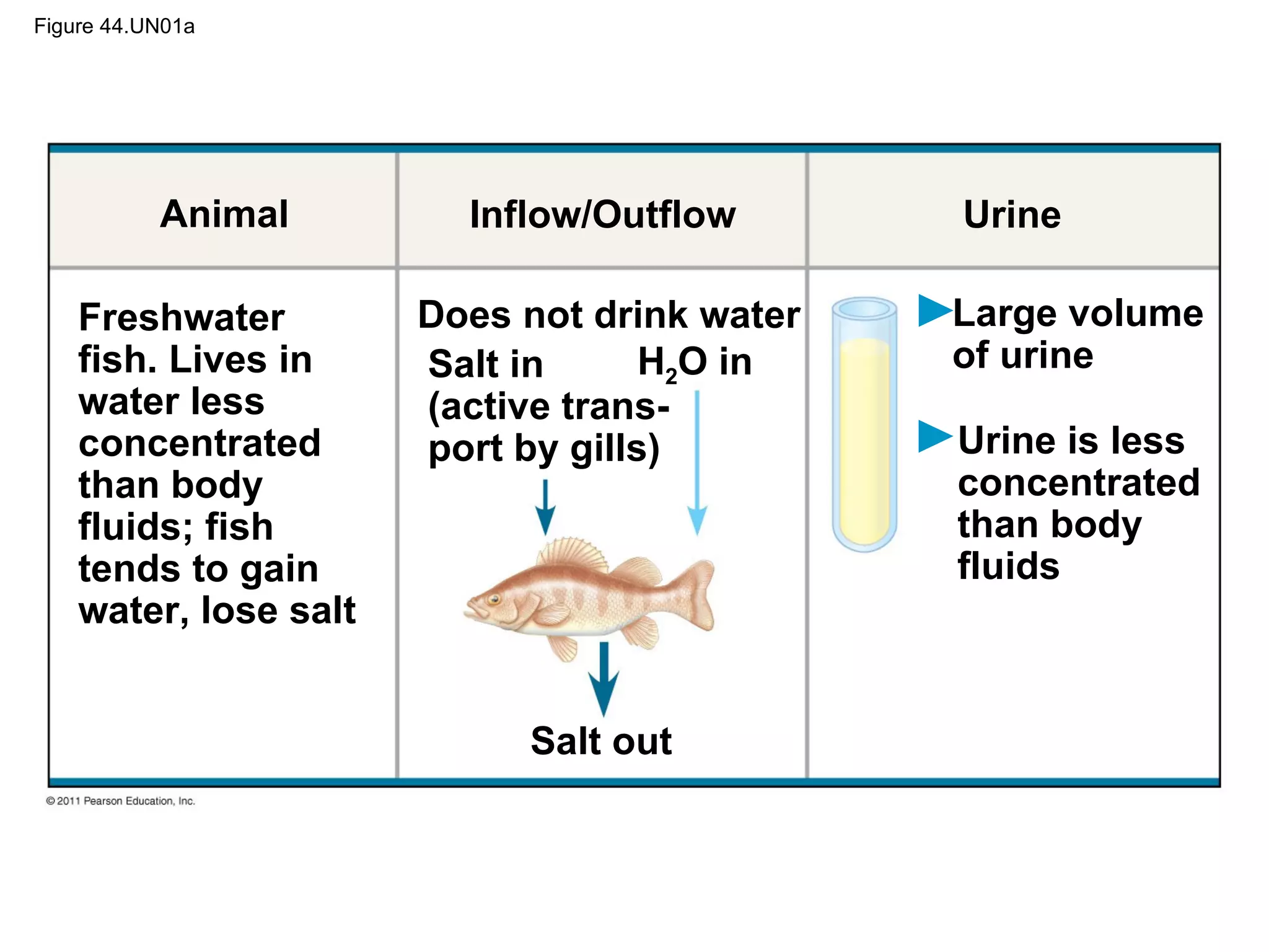 Osmoregulation | PPT