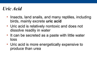 Uric Acid
 • Insects, land snails, and many reptiles, including
   birds, mainly excrete uric acid
 • Uric acid is relatively nontoxic and does not
   dissolve readily in water
 • It can be secreted as a paste with little water
   loss
 • Uric acid is more energetically expensive to
   produce than urea
 
