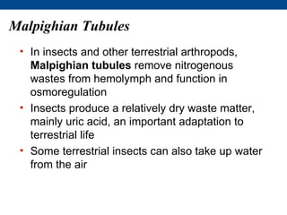 Malpighian Tubules
 • In insects and other terrestrial arthropods,
   Malpighian tubules remove nitrogenous
   wastes from hemolymph and function in
   osmoregulation
 • Insects produce a relatively dry waste matter,
   mainly uric acid, an important adaptation to
   terrestrial life
 • Some terrestrial insects can also take up water
   from the air
 