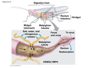 Figure 44.13
                         Digestive tract




                                                 Rectum
                                                           Hindgut
                                                 Intestine

                Midgut         Malpighian
                (stomach)       tubules
               Salt, water, and
                                         Feces       To anus
                 nitrogenous
                                         and urine
                    wastes

                             Malpighian
                               tubule
                                                 Rectum
                                                Reabsorption



                                  HEMOLYMPH
 