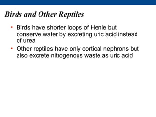 Birds and Other Reptiles
 • Birds have shorter loops of Henle but
   conserve water by excreting uric acid instead
   of urea
 • Other reptiles have only cortical nephrons but
   also excrete nitrogenous waste as uric acid
 