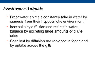 Freshwater Animals
 • Freshwater animals constantly take in water by
   osmosis from their hypoosmotic environment
 • lose salts by diffusion and maintain water
   balance by excreting large amounts of dilute
   urine
 • Salts lost by diffusion are replaced in foods and
   by uptake across the gills
 
