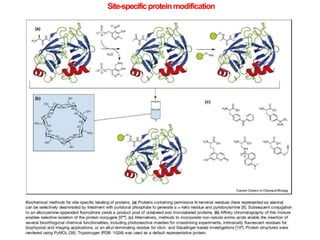 Site-specificproteinmodification
 