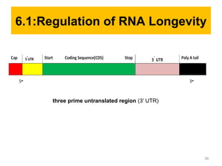38
three prime untranslated region (3' UTR)
6.1:Regulation of RNA Longevity
 