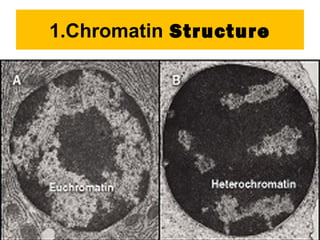 1.Chromatin Structure
Two forms of chromatin
Euchromatin – A lesser coiled transcriptionally
active region which can be easily accessed by the
RNA polymerases.
Heterochromatin – A highly condensed
transcriptionally inactive region. The genes in this
region cannot be accessed by the RNA
polymerases for active transcription.
4
 