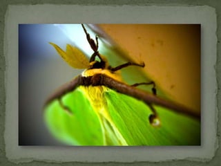 Focusing -  If your camera allows manual focusing select this option and manually focus on the part of our subject that is the main point of interest.Composition - Rule of Thirds. Focus on a main point of interest and place that focal point in a smart position in your image in order to draw the eye of your viewer. Try to select a non cluttered or simple background for your main subject so as it doesn’t compete with it visually.Tips