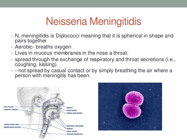n meningitidis rome fontanacountryinn com n meningitidis