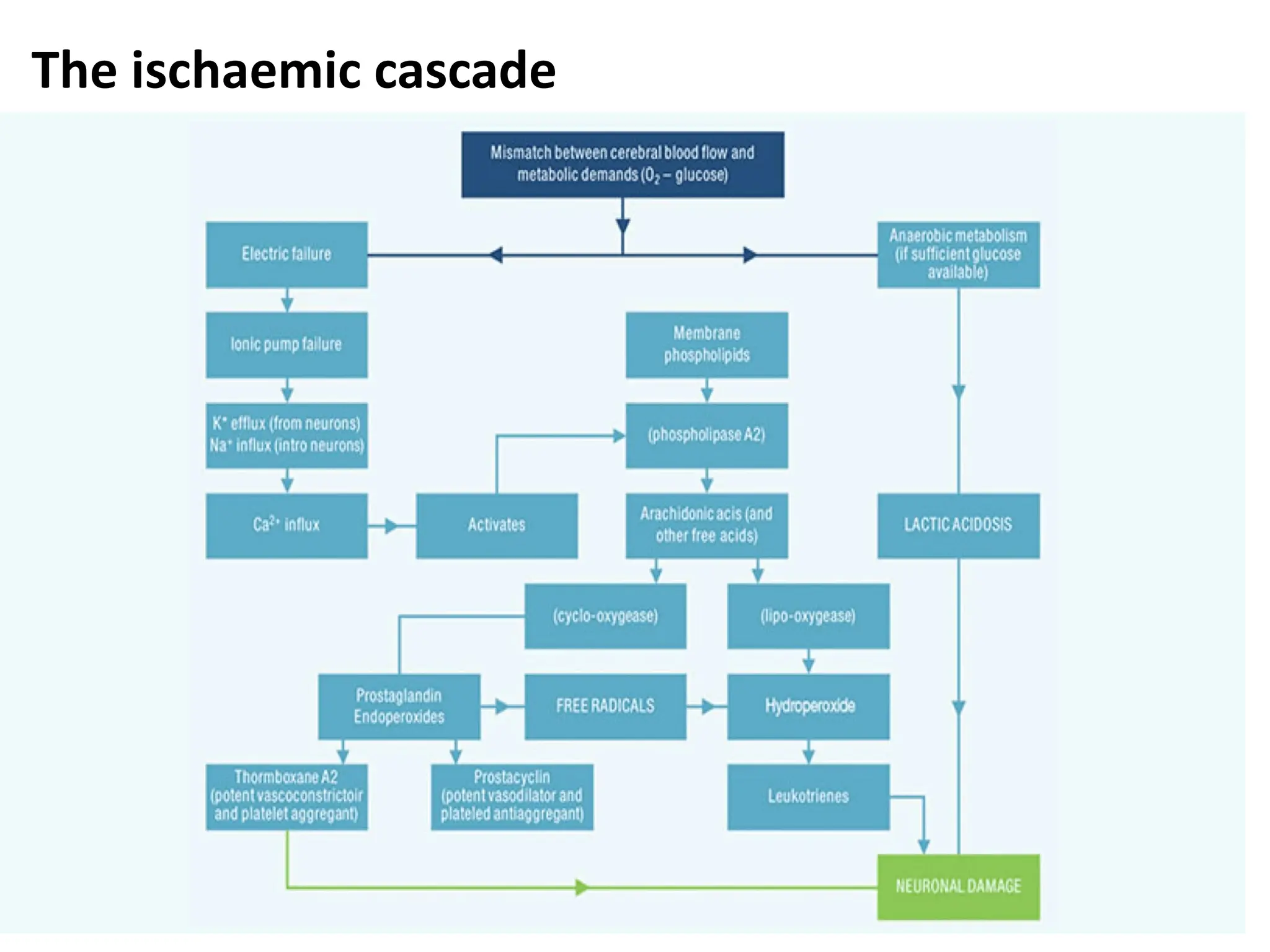 The ischaemic cascade
 
