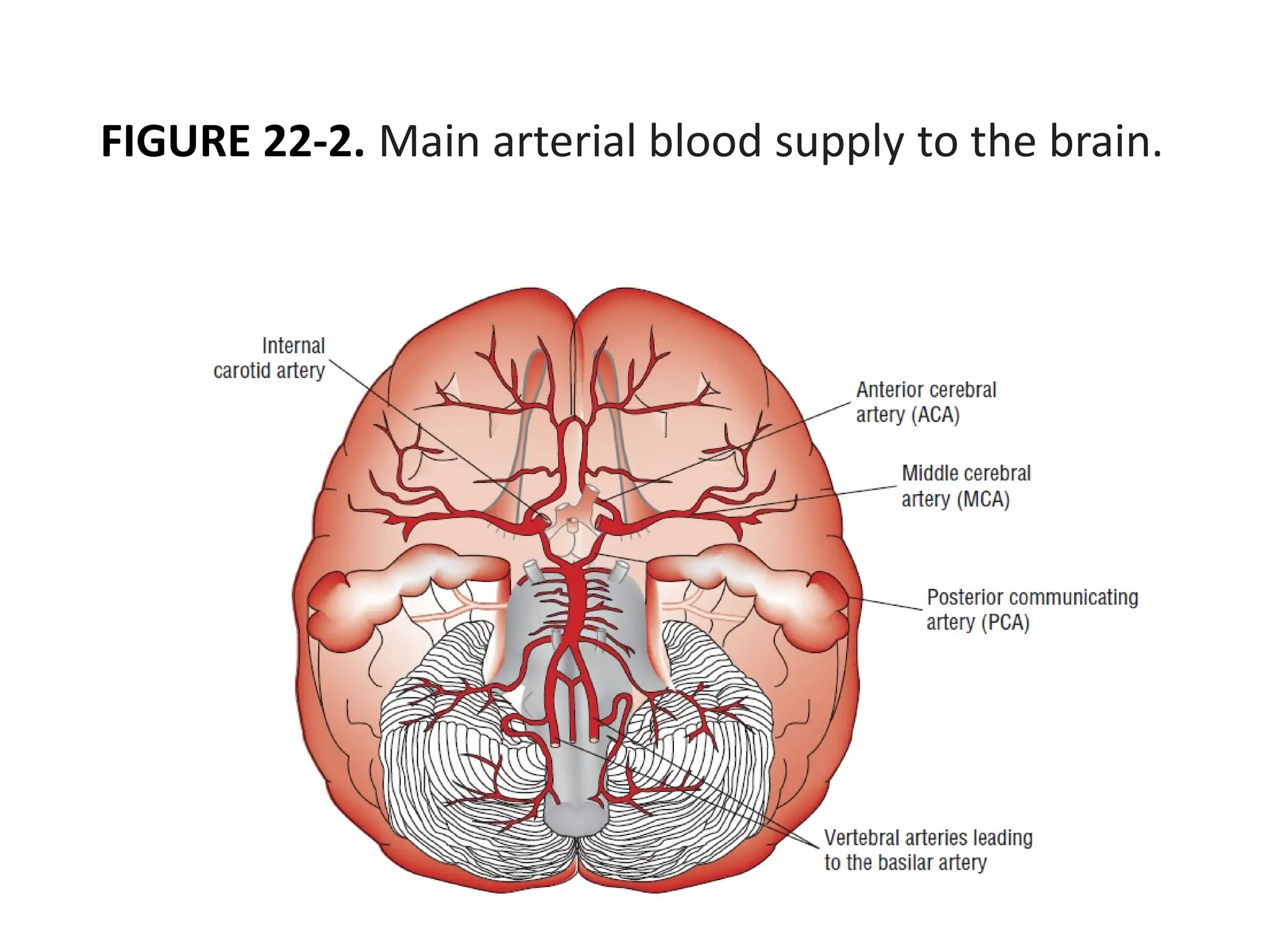 FIGURE 22-2. Main arterial blood supply to the brain.
 