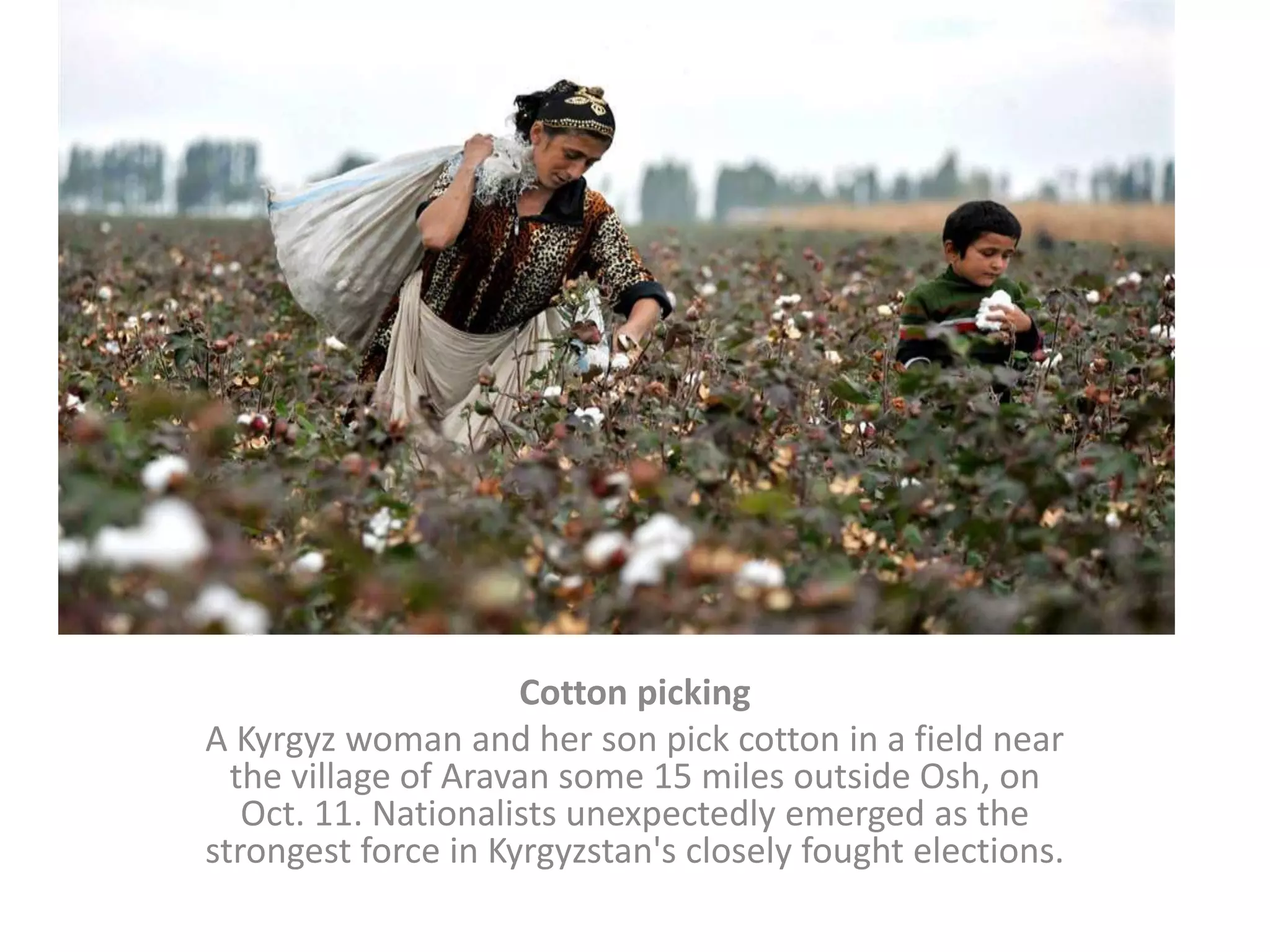 Cotton pickingA Kyrgyz woman and her son pick cotton in a field near the village of Aravan some 15 miles outside Osh, on Oct. 11. Nationalists unexpectedly emerged as the strongest force in Kyrgyzstan's closely fought elections.