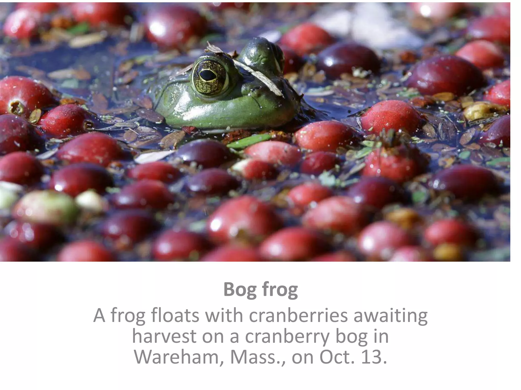 Bog frogA frog floats with cranberries awaiting harvest on a cranberry bog in Wareham, Mass., on Oct. 13. 