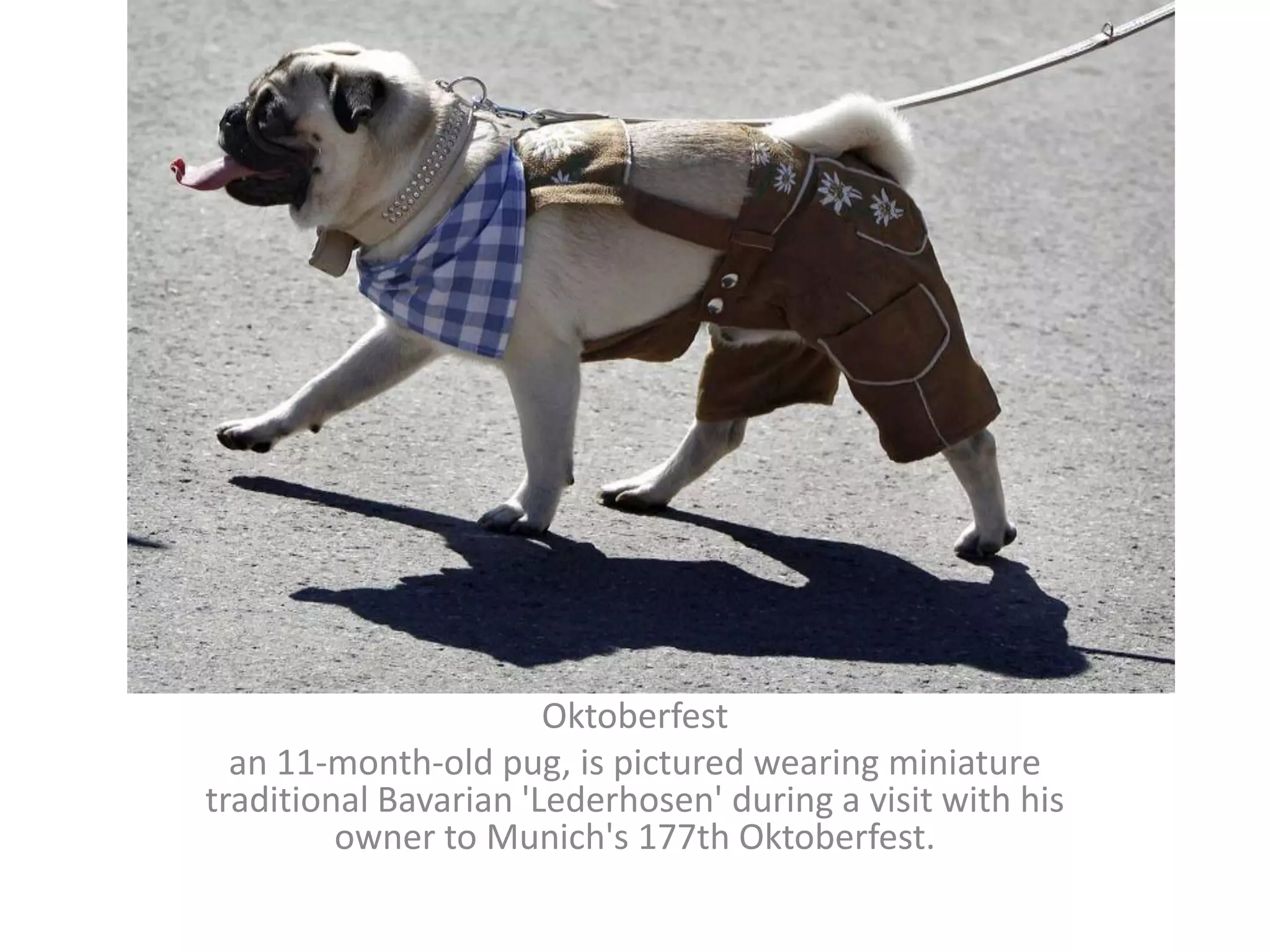 Oktoberfestan 11-month-old pug, is pictured wearing miniature traditional Bavarian 'Lederhosen' during a visit with his owner to Munich's 177th Oktoberfest.