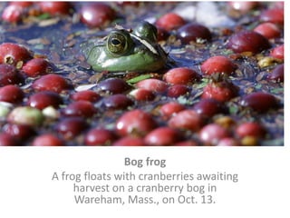 Bog frogA frog floats with cranberries awaiting harvest on a cranberry bog in Wareham, Mass., on Oct. 13. 