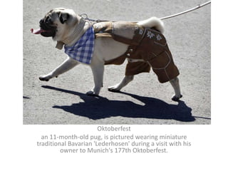 Oktoberfestan 11-month-old pug, is pictured wearing miniature traditional Bavarian 'Lederhosen' during a visit with his owner to Munich's 177th Oktoberfest.