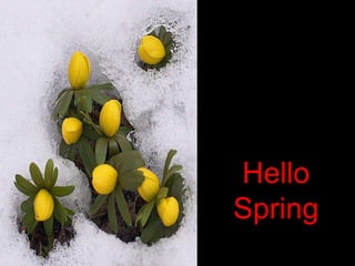 Hello
Spring
 