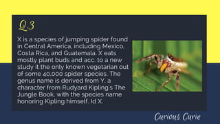 Q.3
X is a species of jumping spider found
in Central America, including Mexico,
Costa Rica, and Guatemala. X eats
mostly plant buds and acc. to a new
study it the only known vegetarian out
of some 40,000 spider species. The
genus name is derived from Y, a
character from Rudyard Kipling's The
Jungle Book, with the species name
honoring Kipling himself. Id X.
Curious Curie
 