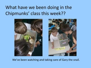 What have we been doing in the
Chipmunks’ class this week??
We’ve been watching and taking care of Gary the snail.
 