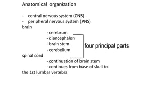 Anatomical organization
- central nervous system (CNS)
- peripheral nervous system (PNS)
brain
- cerebrum
- diencephalon
- brain stem
- cerebellum
spinal cord
- continuation of brain stem
- continues from base of skull to
the 1st lumbar vertebra
four principal parts
 