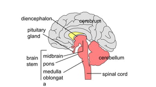 cerebrum
cerebellum
pituitary
gland
diencephalon
spinal cord
brain
stem
midbrain
pons
medulla
oblongat
a
 