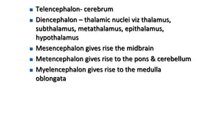  Telencephalon- cerebrum
 Diencephalon – thalamic nuclei viz thalamus,
subthalamus, metathalamus, epithalamus,
hypothalamus
 Mesencephalon gives rise the midbrain
 Metencephalon gives rise to the pons & cerebellum
 Myelencephalon gives rise to the medulla
oblongata
 