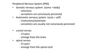Peripheral Nervous System (PNS)
• Somatic nervous system (soma = body)
- voluntary
- sensations are consciously perceived
• Autonomic nervous system (auto = self)
- involuntary/automatic
- sensations are usually not consciously perceived
• cranial nerves
- 12 pairs
- emerge from the brain
• spinal nerves
- 31 pairs
- emerge from the spinal cord
 
