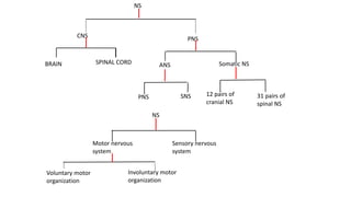 NS
CNS PNS
BRAIN SPINAL CORD Somatic NS
ANS
SNS
PNS 31 pairs of
spinal NS
12 pairs of
cranial NS
Motor nervous
system
Sensory nervous
system
Voluntary motor
organization
Involuntary motor
organization
NS
 