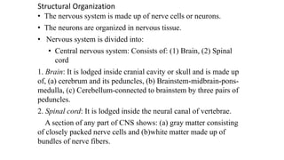 Structural Organization
• The nervous system is made up of nerve cells or neurons.
• The neurons are organized in nervous tissue.
• Nervous system is divided into:
• Central nervous system: Consists of: (1) Brain, (2) Spinal
cord
1. Brain: It is lodged inside cranial cavity or skull and is made up
of, (a) cerebrum and its peduncles, (b) Brainstem-midbrain-pons-
medulla, (c) Cerebellum-connected to brainstem by three pairs of
peduncles.
2. Spinal cord: It is lodged inside the neural canal of vertebrae.
A section of any part of CNS shows: (a) gray matter consisting
of closely packed nerve cells and (b)white matter made up of
bundles of nerve fibers.
 