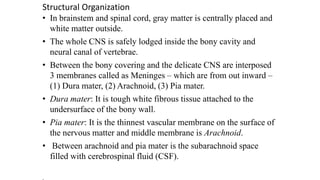 Structural Organization
• In brainstem and spinal cord, gray matter is centrally placed and
white matter outside.
• The whole CNS is safely lodged inside the bony cavity and
neural canal of vertebrae.
• Between the bony covering and the delicate CNS are interposed
3 membranes called as Meninges – which are from out inward –
(1) Dura mater, (2) Arachnoid, (3) Pia mater.
• Dura mater: It is tough white fibrous tissue attached to the
undersurface of the bony wall.
• Pia mater: It is the thinnest vascular membrane on the surface of
the nervous matter and middle membrane is Arachnoid.
• Between arachnoid and pia mater is the subarachnoid space
filled with cerebrospinal fluid (CSF).
.
 