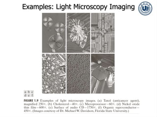 Examples: Light Microscopy Imaging
 
