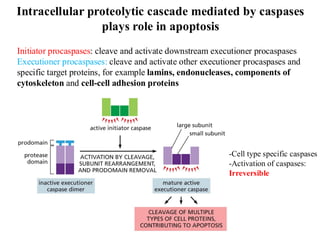 Weeks_8_Cell_Death_2025.pdf The resources of reproduction: eggs, sperm ...