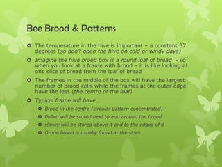 Normal Brood Pattern Week two – Honey Bees in Bee Hives | PPTX