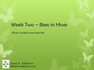 Week Two – Bees in Hives
What a healthy hive looks like

Dara K. Dimitrov
dkd4@waikato.ac.nz

 