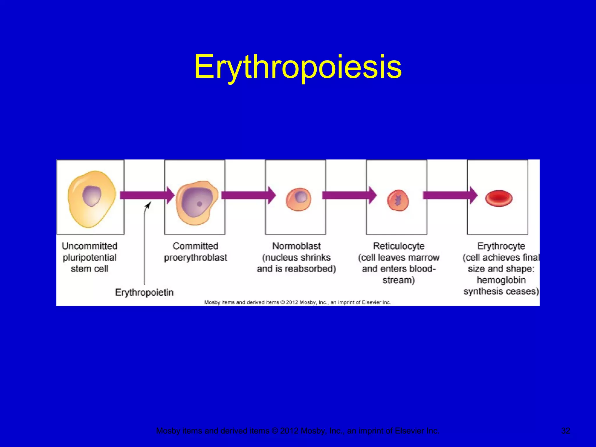 Mosby items and derived items © 2012 Mosby, Inc., an imprint of Elsevier Inc. 32
Erythropoiesis
 