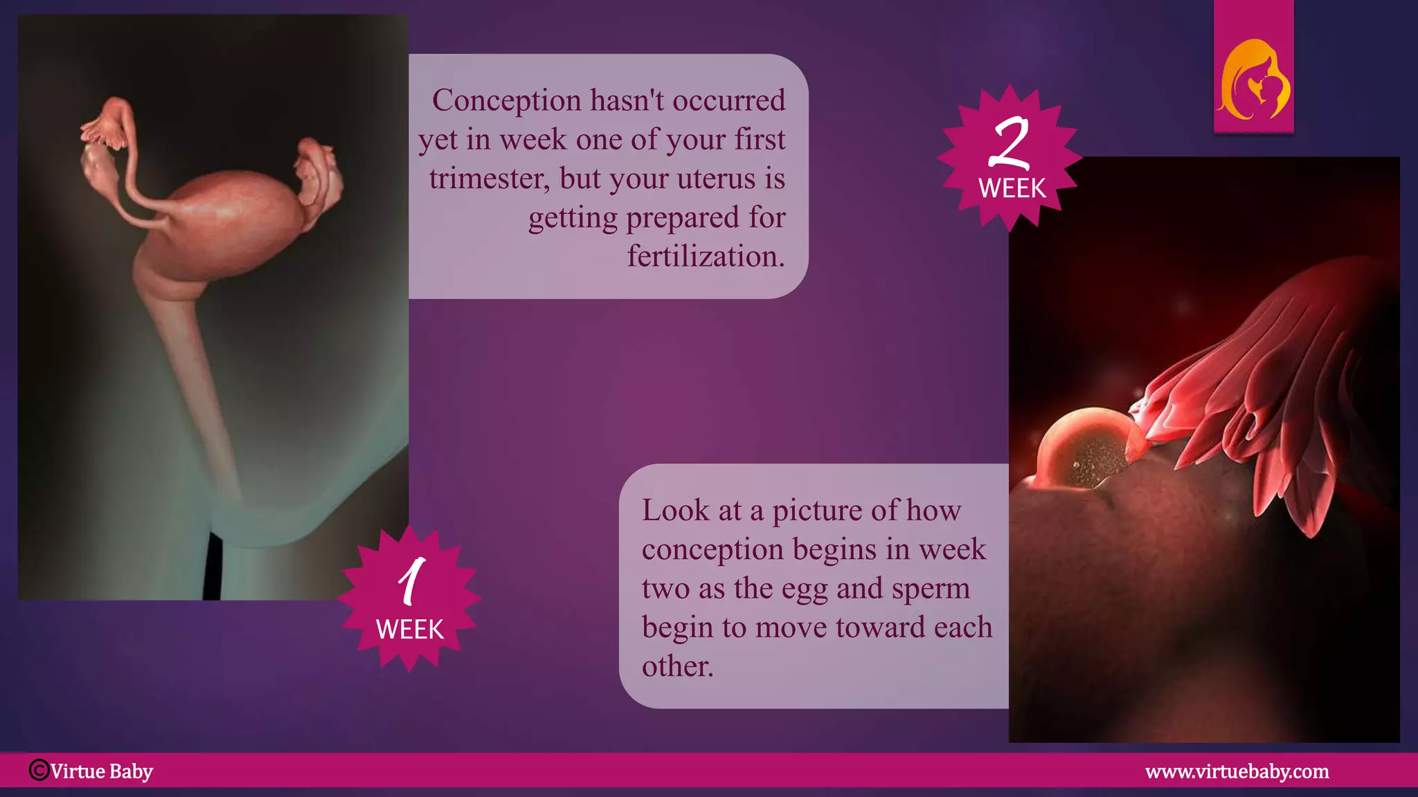 Look at a picture of how
conception begins in week
two as the egg and sperm
begin to move toward each
other.
Conception hasn't occurred
yet in week one of your first
trimester, but your uterus is
getting prepared for
fertilization.
2
1WEEK
WEEK
Virtue Baby www.virtuebaby.comC
 