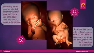 Discover how baby-
to-be is developing in
week 20, and whether
it's a boy or a girl. At
this point, gender can
be detected on
an ultrasound.
Wondering what's
going on with baby
inside the womb at
week 19? Take a
look at his latest
facial expression,
shown in the picture.
19
20
WEEK
WEEK
Virtue Baby www.virtuebaby.comC
 