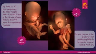 As you can see in the
picture, your
developing baby is
beginning to grow
hair in week 24.
By week 23 of
your pregnancy,
the fetus weighs
about 1 pound. Look
at the picture of your
baby to discover
more developmental
changes.
23
24
WEEK
WEEK
Virtue Baby www.virtuebaby.comC
 