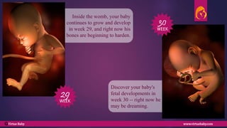 Discover your baby's
fetal developments in
week 30 -- right now he
may be dreaming.
Inside the womb, your baby
continues to grow and develop
in week 29, and right now his
bones are beginning to harden.
29
WEEK
30
WEEK
Virtue Baby www.virtuebaby.comC
 