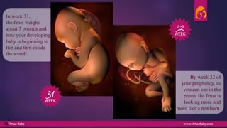 By week 32 of
your pregnancy, as
you can see in the
photo, the fetus is
looking more and
more like a newborn.
In week 31,
the fetus weighs
about 3 pounds and
now your developing
baby is beginning to
flip and turn inside
the womb.
31
WEEK
32
WEEK
Virtue Baby www.virtuebaby.comC
 
