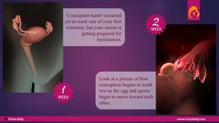 Look at a picture of how
conception begins in week
two as the egg and sperm
begin to move toward each
other.
Conception hasn't occurred
yet in week one of your first
trimester, but your uterus is
getting prepared for
fertilization.
2
1WEEK
WEEK
Virtue Baby www.virtuebaby.comC
 