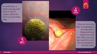 Discover how your
baby is beginning to
develop from a
blastocyst to an
embryo in week
four. Plus, you may
get a positive result
on your pregnancy
test this week.
In week three, a
sperm and egg will
unite to form a
zygote, otherwise
know as your future
baby.
3
4
WEEK
WEEK
Virtue Baby www.virtuebaby.comC
 