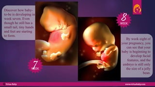 By week eight of
your pregnancy, you
can see that your
baby is beginning to
develop facial
features, and the
embryo is still only
the size of a jelly
bean.
Discover how baby-
to-be is developing in
week seven. Even
though he still has a
small tail, tiny hands
and feet are starting
to form.
7
8
WEEK
WEEK
Virtue Baby www.virtuebaby.comC
 
