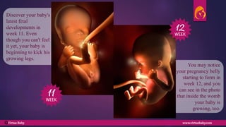 You may notice
your pregnancy belly
starting to form in
week 12, and you
can see in the photo
that inside the womb
your baby is
growing, too.
Discover your baby's
latest fetal
developments in
week 11. Even
though you can't feel
it yet, your baby is
beginning to kick his
growing legs.
11
12
WEEK
WEEK
Virtue Baby www.virtuebaby.comC
 