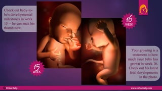 Your growing is a
testament to how
much your baby has
grown in week 16.
Check out his latest
fetal developments
in the photo.
Check out baby-to-
be's developmental
milestones in week
15 -- he can suck his
thumb now.
15
16
WEEK
WEEK
Virtue Baby www.virtuebaby.comC
 