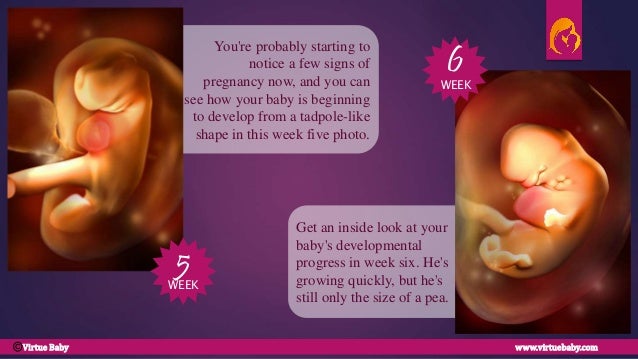 Week Wise Pregnancy and Fetus Development