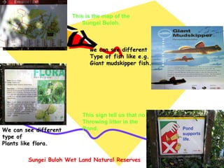This is the map of the Sungei Buloh. Sungei Buloh Wet Land Natural Reserves we can see different Type of fish like e.g. Giant mudskipper fish. We can see different type of Plants like flora. This sign tell us that no Throwing litter in the Pond. 