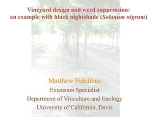 Vineyard design and weed suppression:
an example with black nightshade (Solanum nigrum)
Matthew Fidelibus
Extension Specialist
Department of Viticulture and Enology
University of California, Davis
 